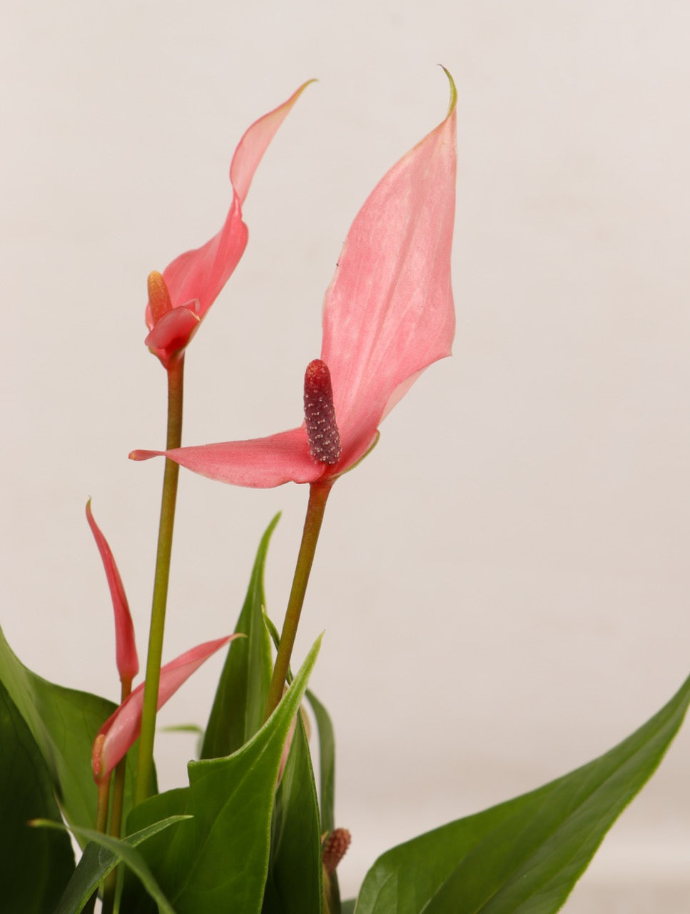 Anturium Roz Roze Anthurium (Flamingoplant) | Plantsome
