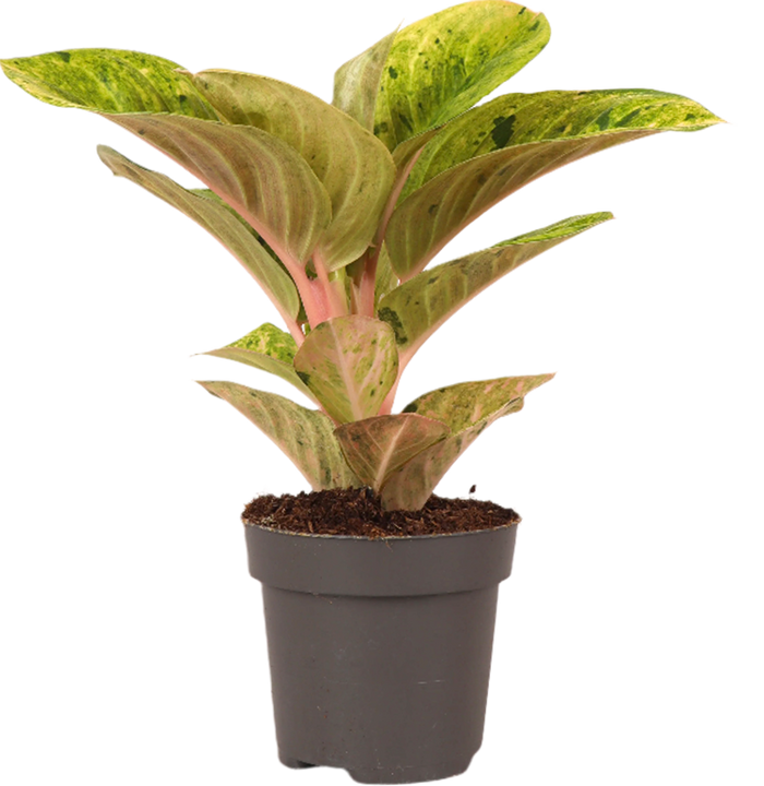 Aglaonema Apple Fantasy (S)