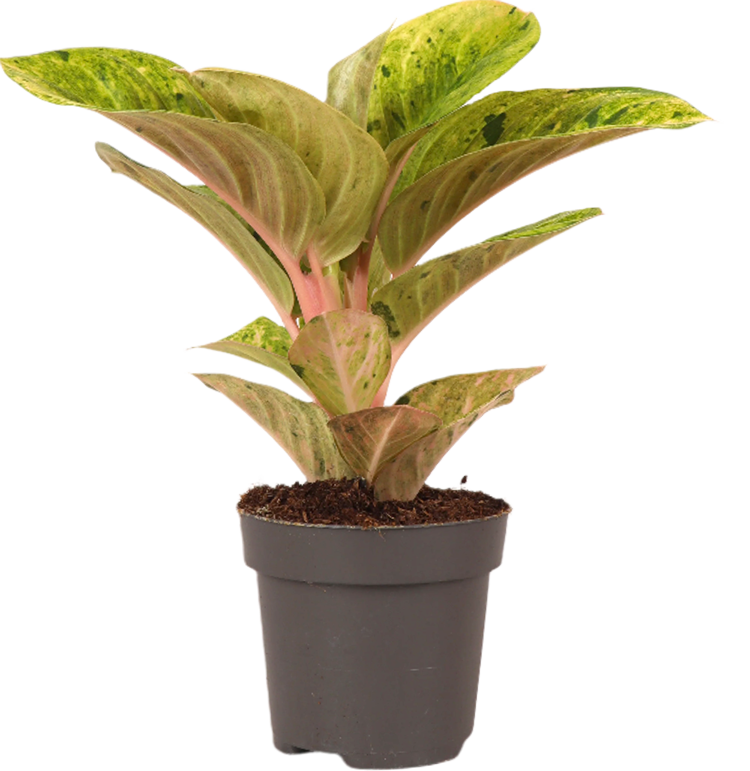 Aglaonema Apple Fantasy (S)