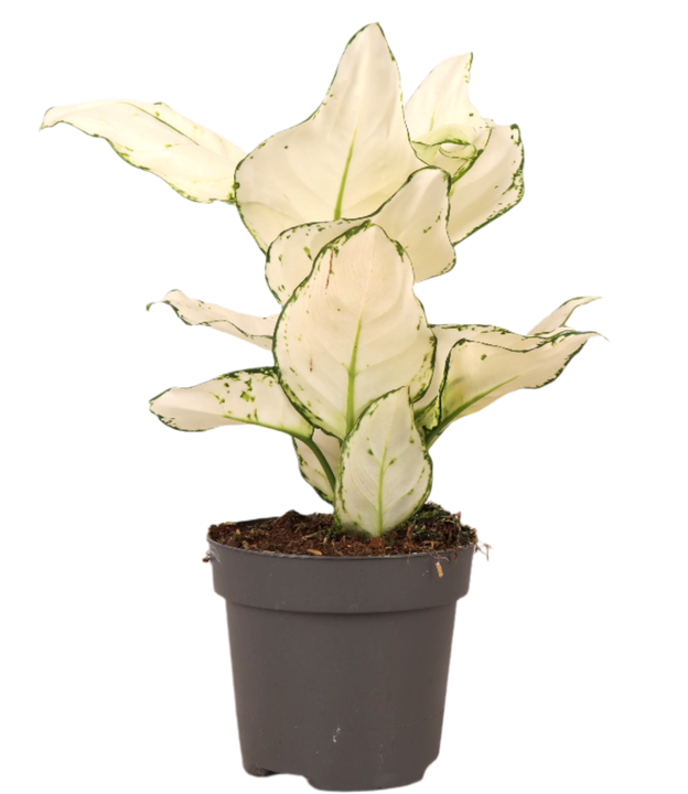 Aglaonema White Joy (S)