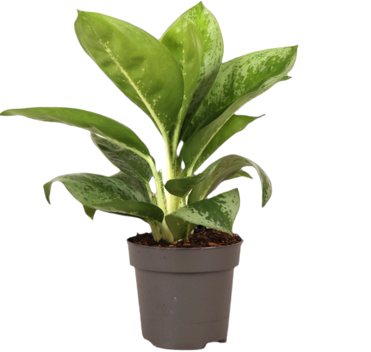 Aglaonema Lemon Mint (S)