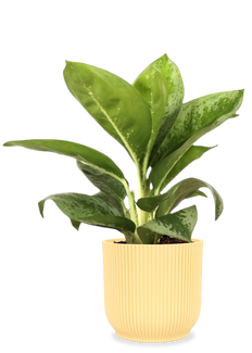 Aglaonema Lemon Mint (S)