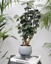 Polyscias fabian bonsai (S) inspiratie 2