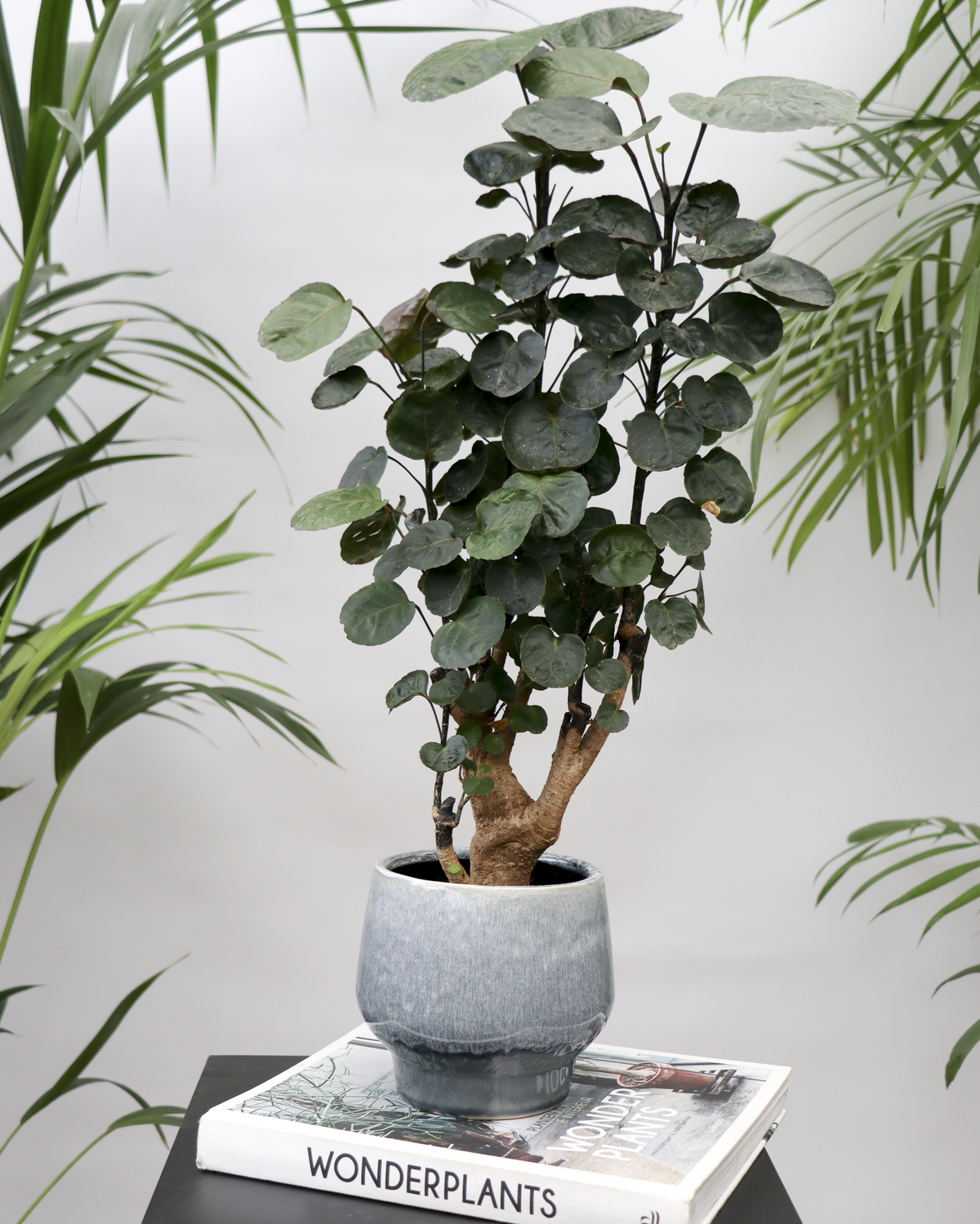 Polyscias fabian bonsai (S) inspiratie 2