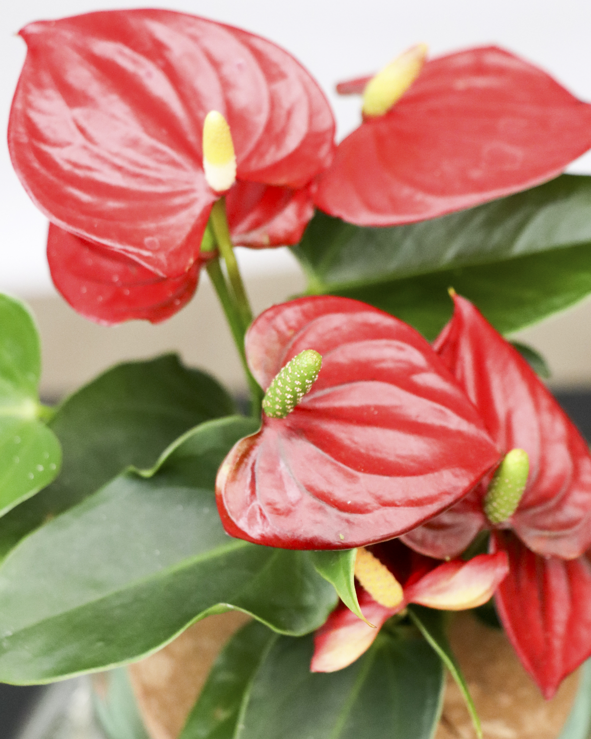 Anthurium op water inspiratie 2