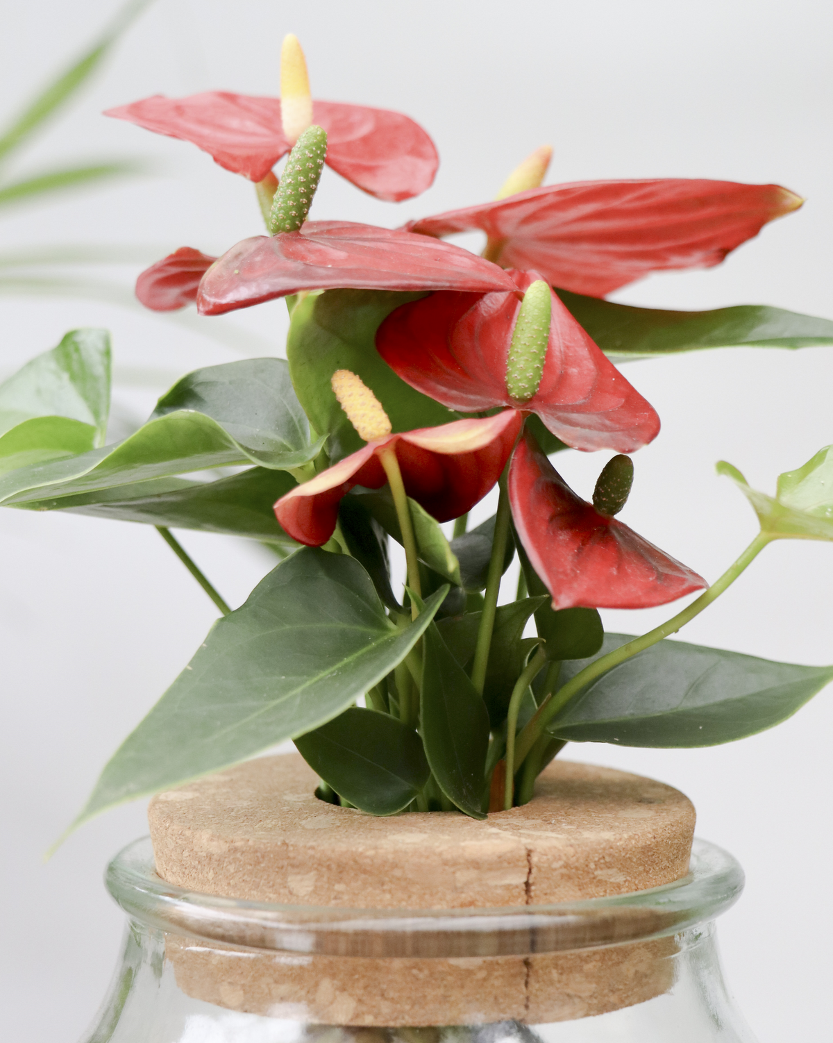 Anthurium op water inspiratie 3