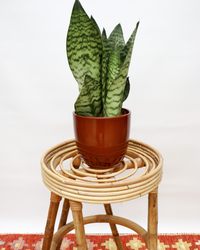 Sansevieria zeylanica (Vrouwentong) (S) inspiratie 1