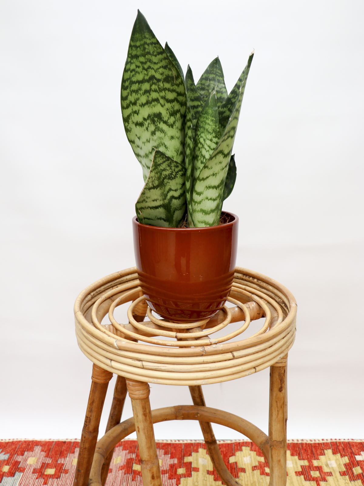 Sansevieria zeylanica (Vrouwentong) (S) inspiratie 1