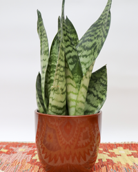 Sansevieria zeylanica (Vrouwentong) (S) inspiratie 3