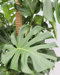Monstera deliciosa (Gatenplant) (XL) inspiratie 3