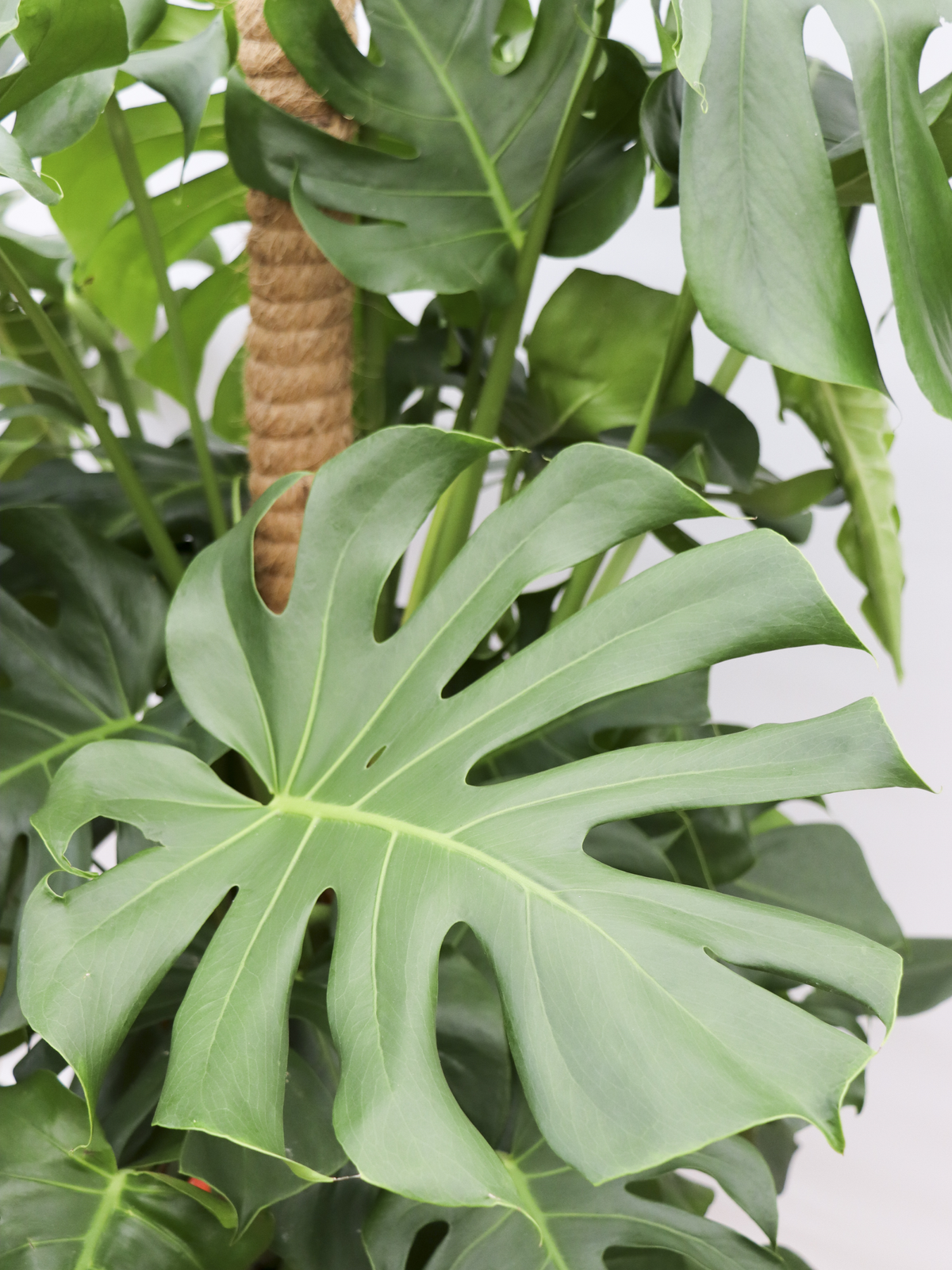 Monstera deliciosa (Gatenplant) (XL) inspiratie 3