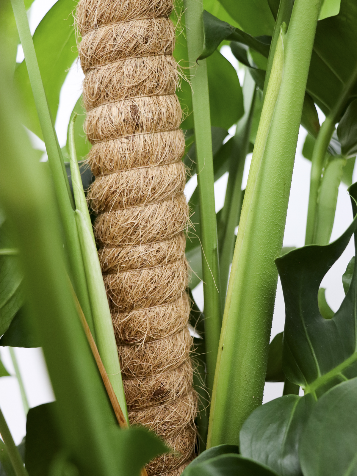 Monstera deliciosa (Gatenplant) (XL) inspiratie 4