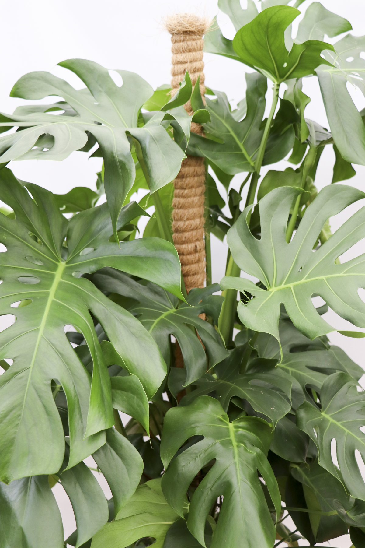 Monstera deliciosa (Gatenplant) (XL) inspiratie 5