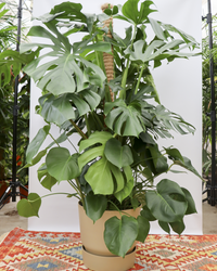 Monstera deliciosa (Gatenplant) (XL) inspiratie 1