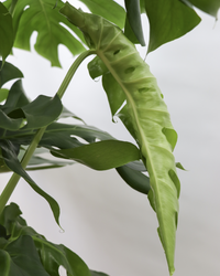 Monstera deliciosa (Gatenplant) (XL) inspiratie 2
