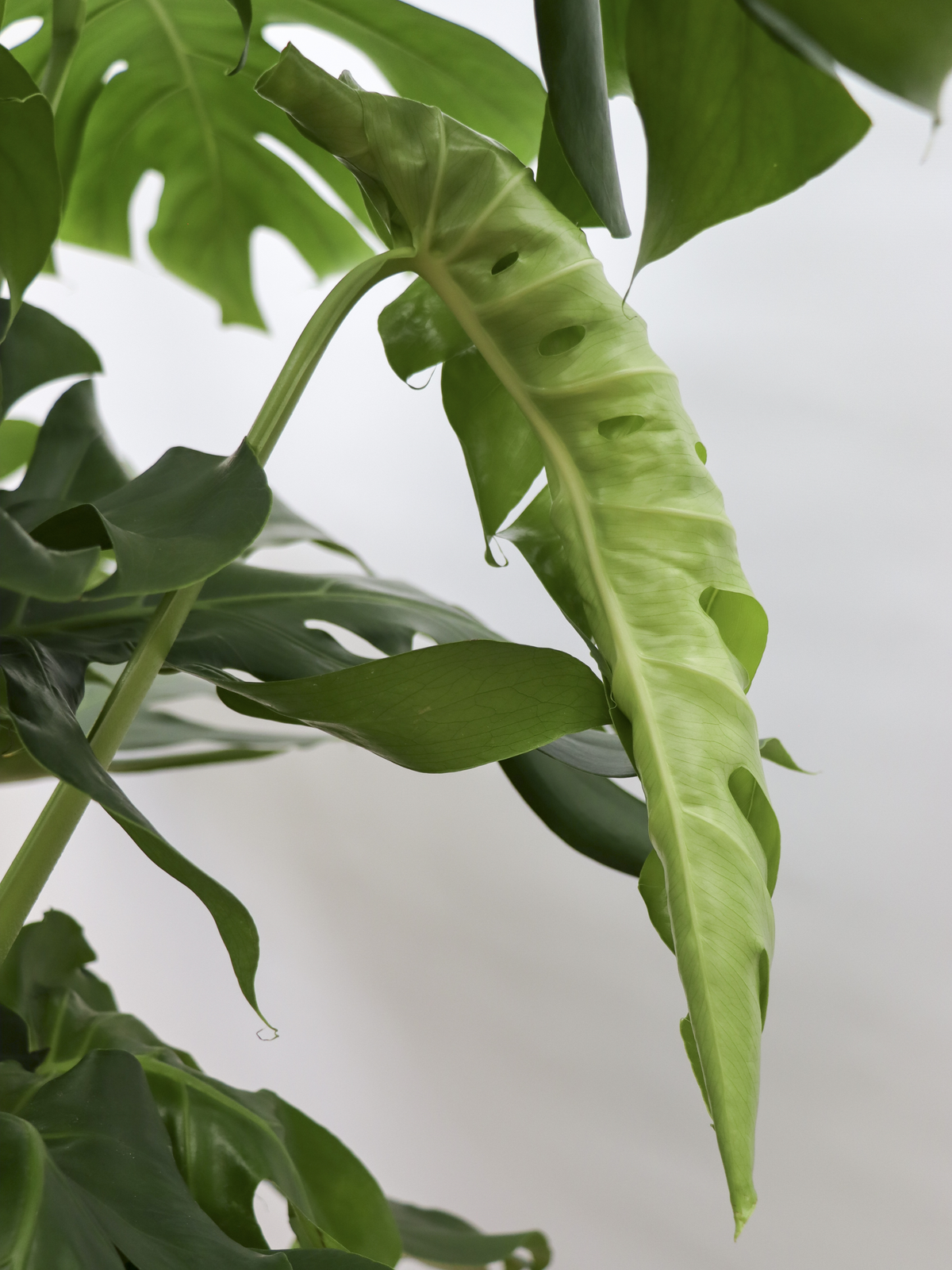 Monstera deliciosa (Gatenplant) (XL) inspiratie 2