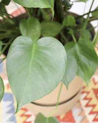 Monstera deliciosa (Gatenplant) (XL) inspiratie 6