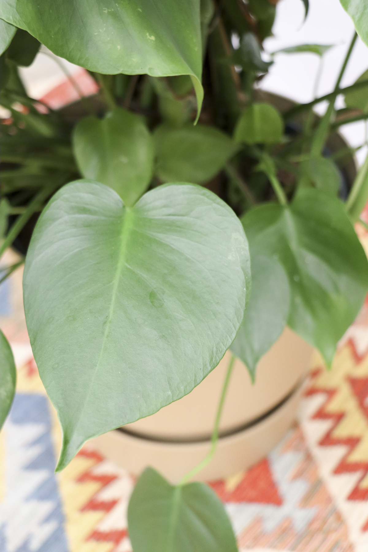 Monstera deliciosa (Gatenplant) (XL) inspiratie 6
