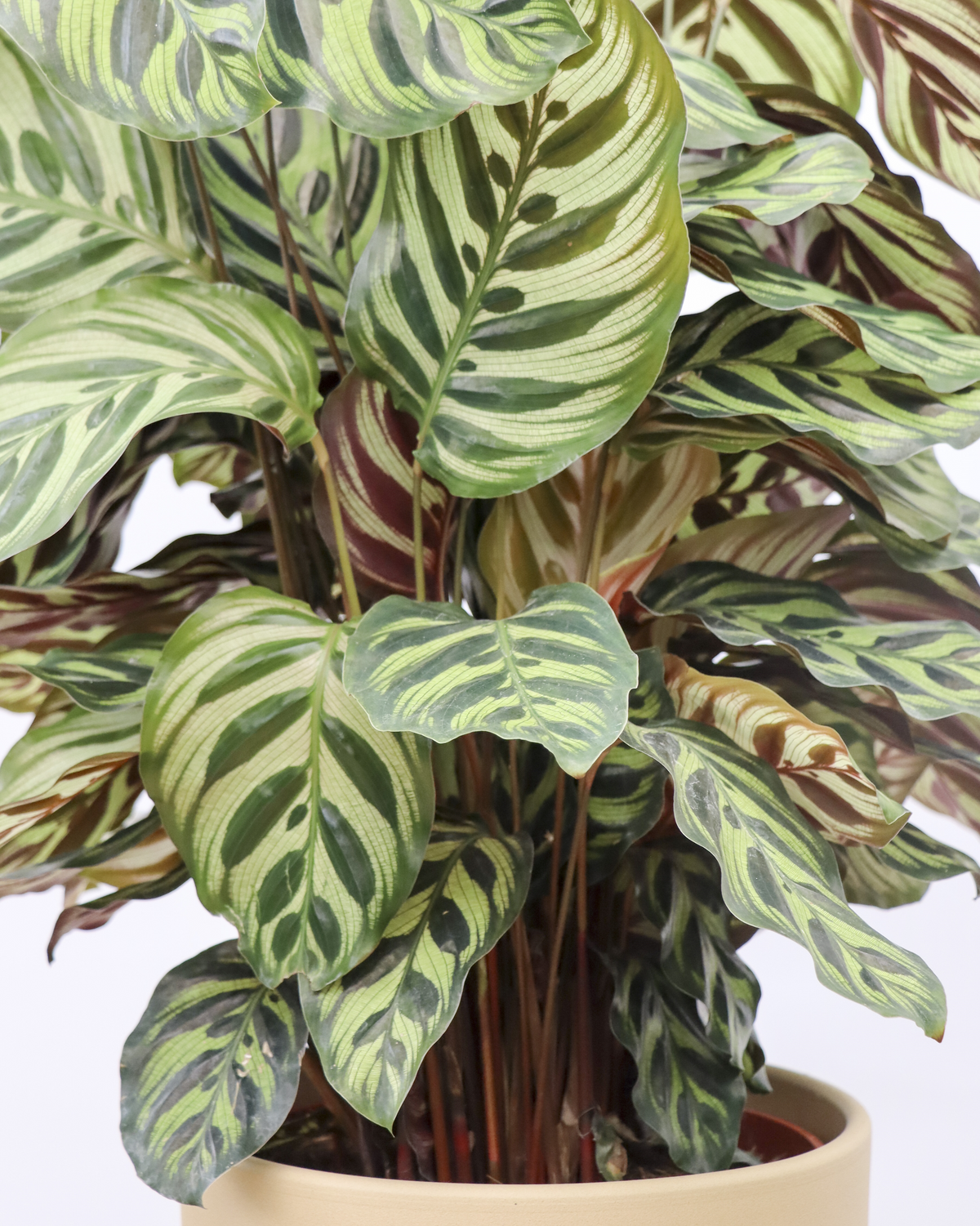 Calathea makoyana (Pauwenplant) (M) inspiratie 4