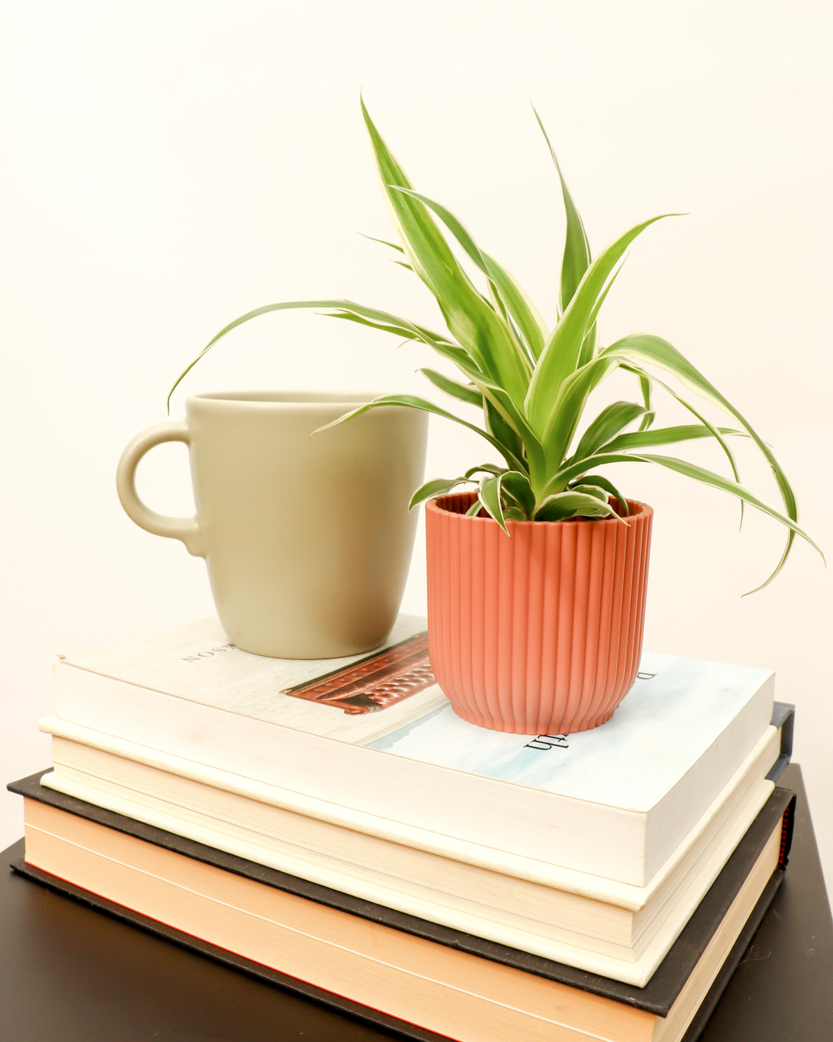 Chlorophytum ocean (Graslelie) (XS) inspiratie 3