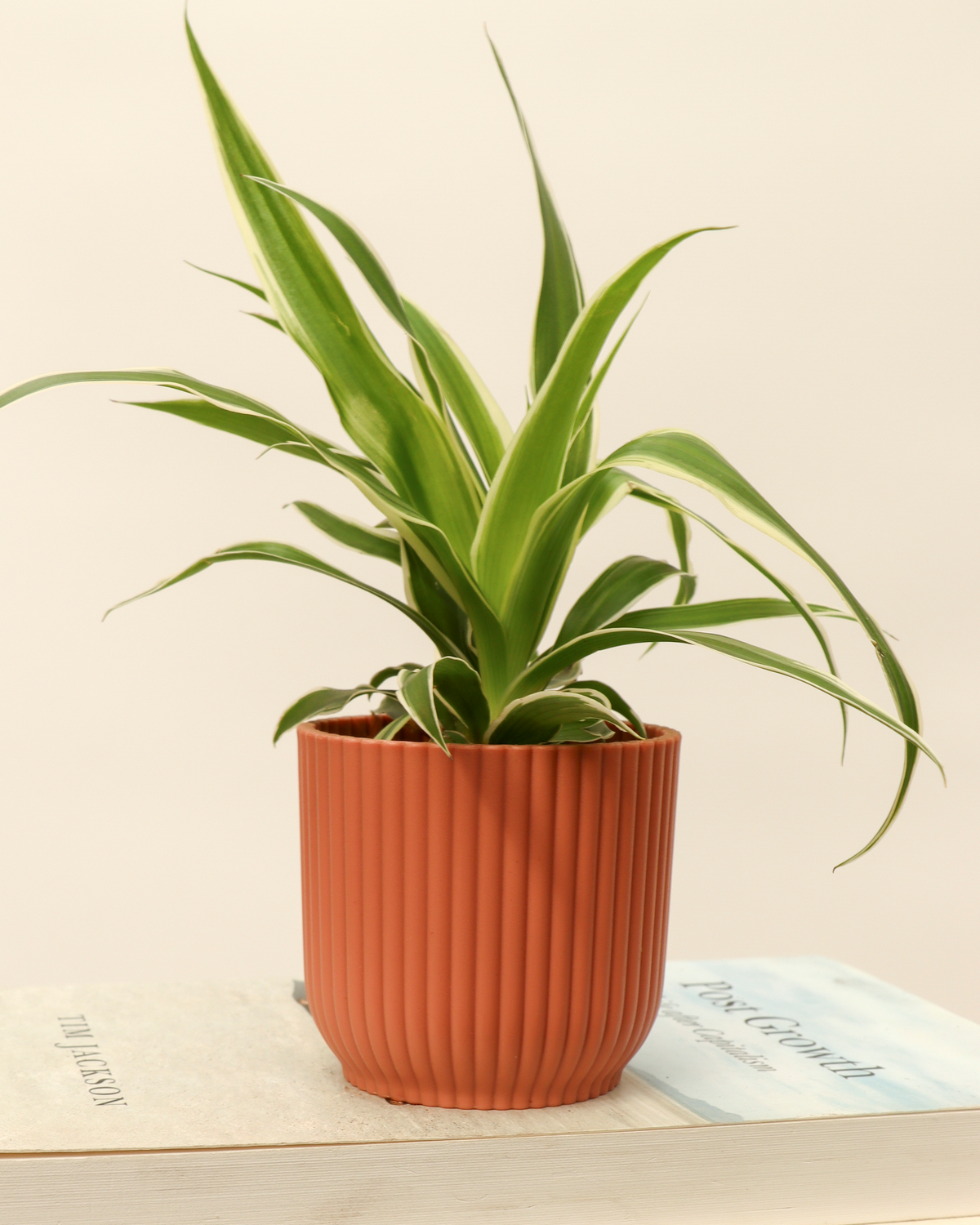 Chlorophytum ocean (Graslelie) (XS) inspiratie 4