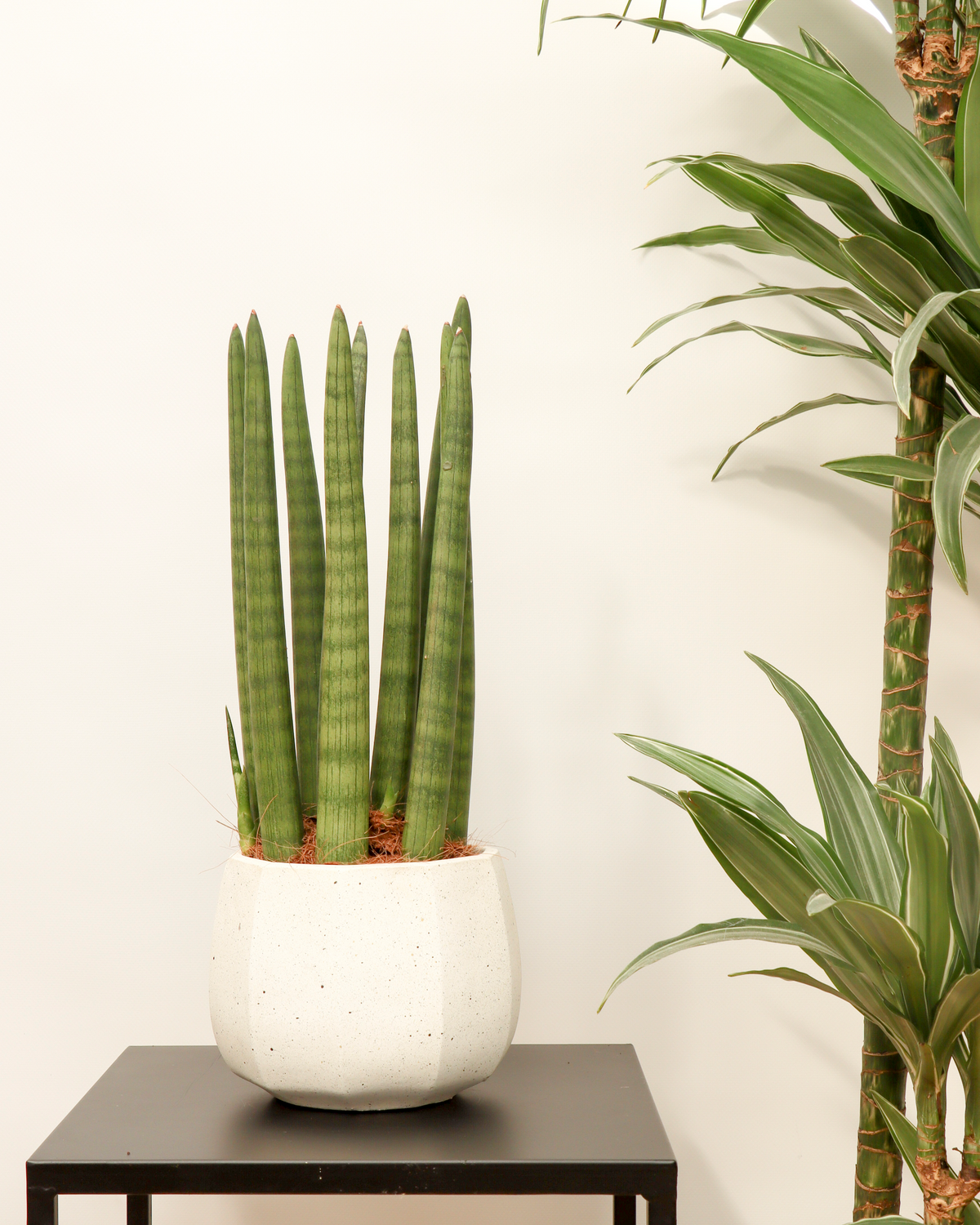 Sansevieria straight (Vrouwentong) inspiratie 1