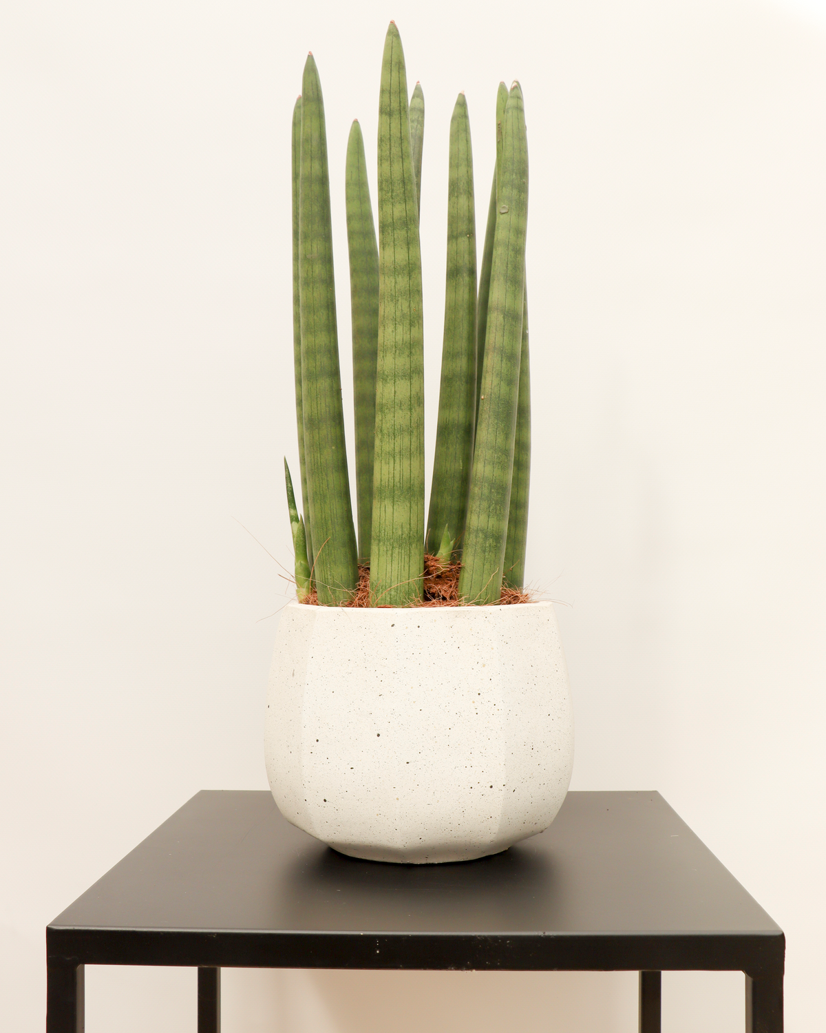 Sansevieria straight (Vrouwentong) inspiratie 3