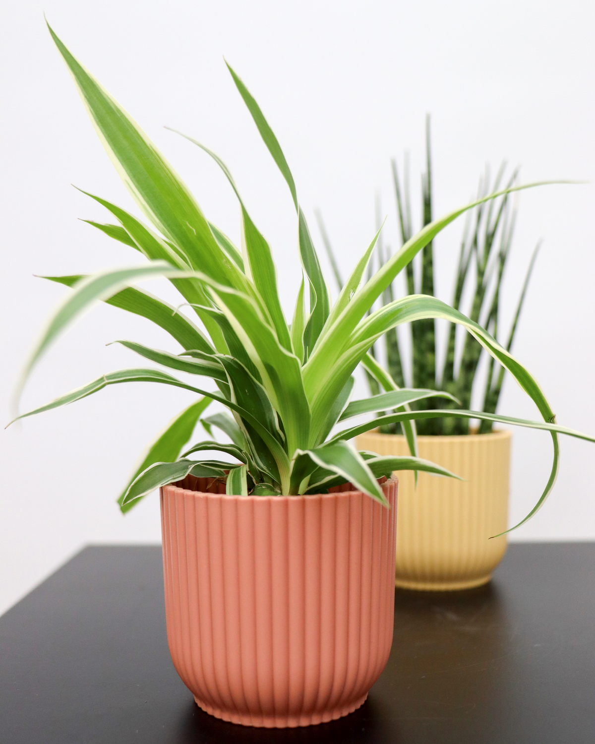 Chlorophytum ocean (Graslelie) (XS) inspiratie 2