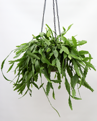 Rhipsalis crispata (Koraalcactus) (S) inspiratie 1