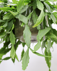 Rhipsalis crispata (Koraalcactus) (S) inspiratie 2