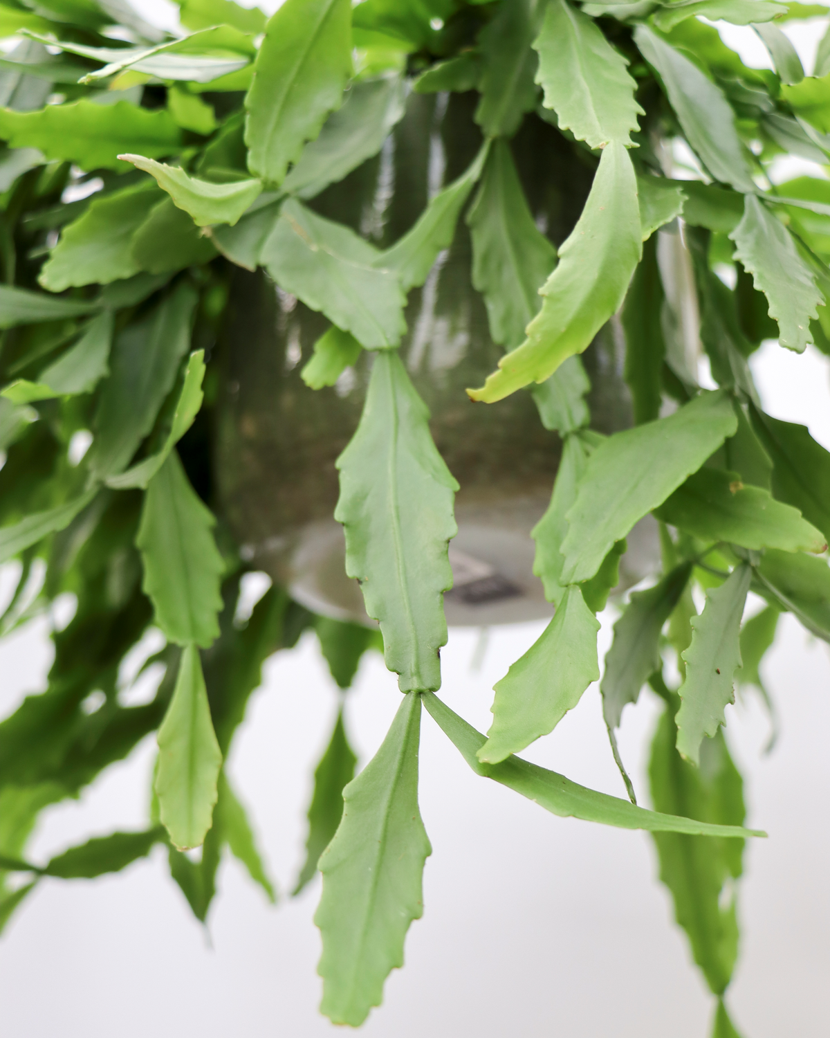 Rhipsalis crispata (Koraalcactus) (S) inspiratie 2
