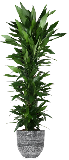Dracaena Janet Lind (Drakenbloedboom) (XXL)