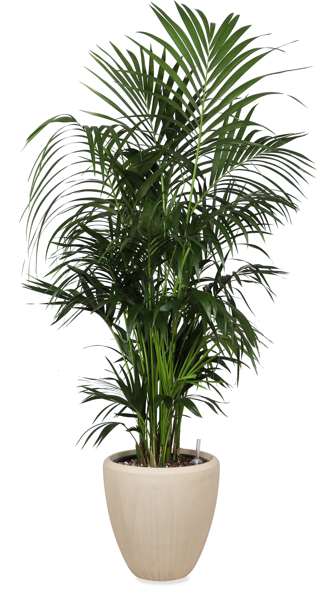 Kentia opgemaakt in Baq pot