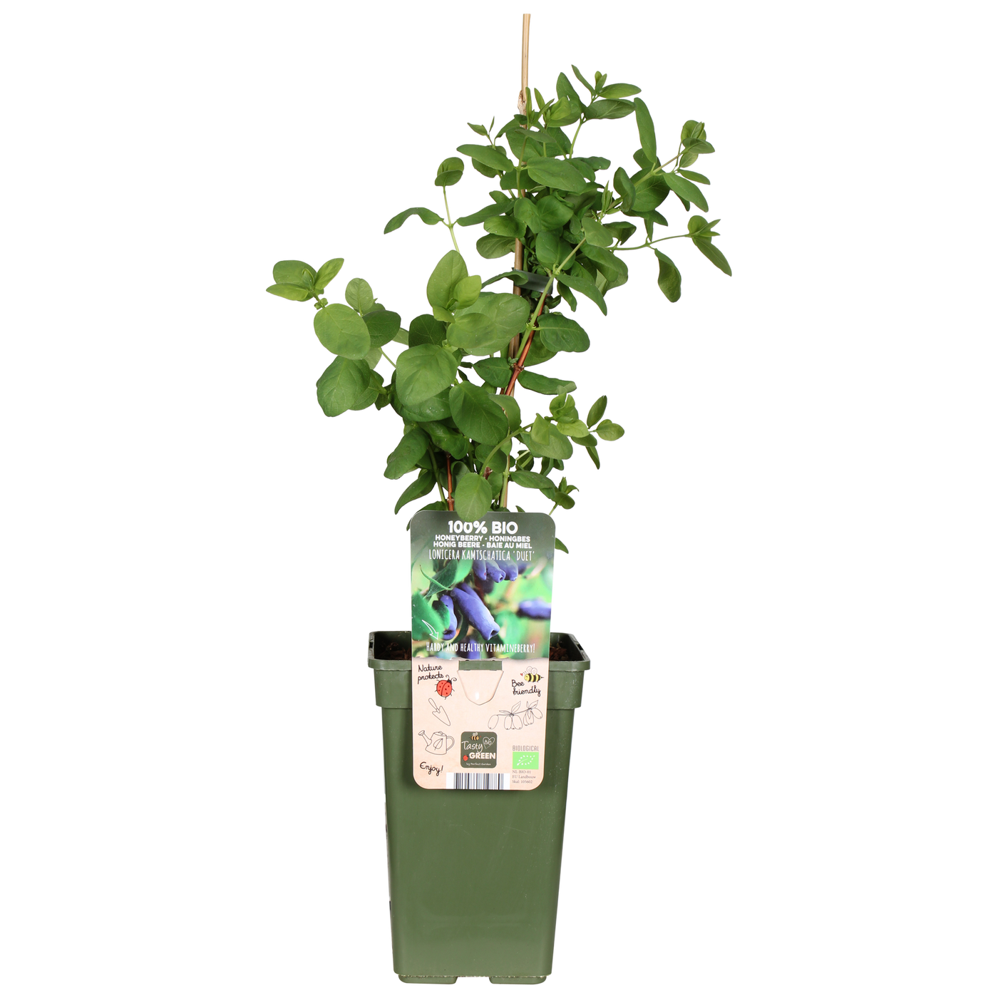 Honingbes (Lonicera kamtschatica) (M)