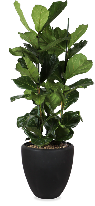 Ficus Lyrata opgemaakt in Baq pot