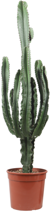 Euphorbia erytrea (Cowboycactus) (XL)