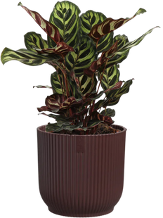 Calathea Makoyana (Pauwenplant) (S)