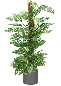 Monstera adansonii (Monkey leaf) (M)