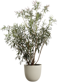 Oleander (Nerium oleander) (XL) - Roze