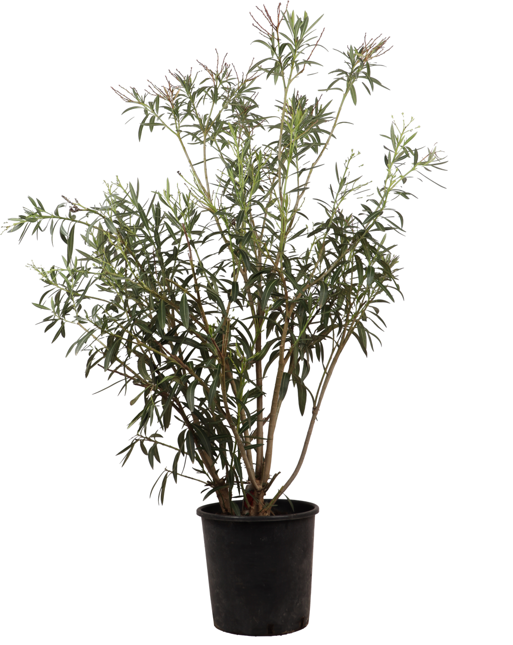 Oleander (Nerium oleander) (XL) - Roze