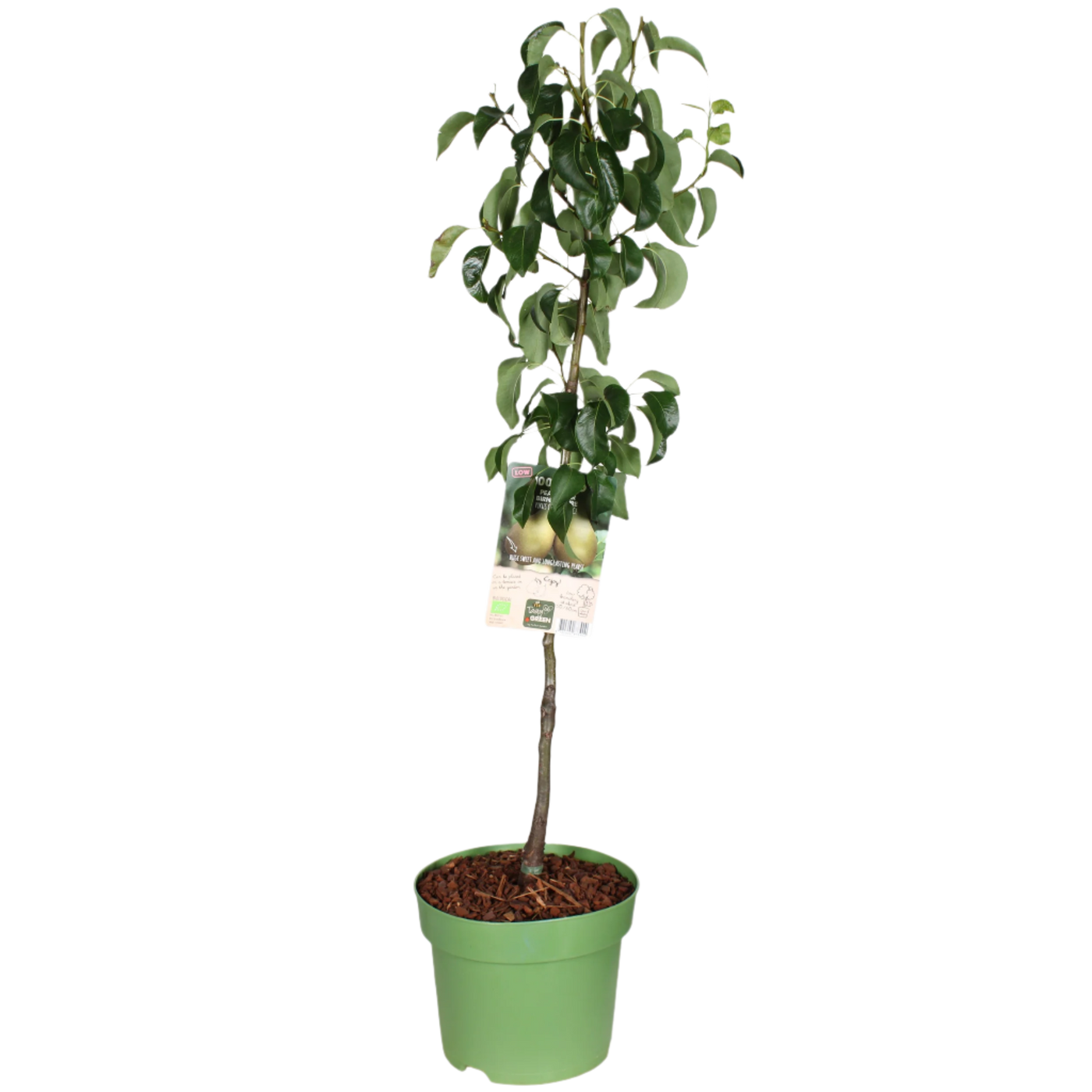 Perenboom (Pyrus communis) (XL) - Laagstam