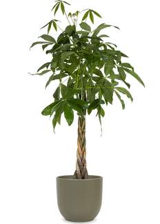 Pachira aquatica (Geldboom) (XL)