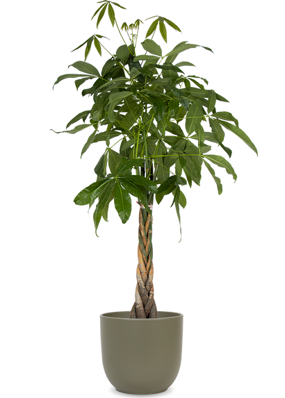 Pachira aquatica (Geldboom) (XL)