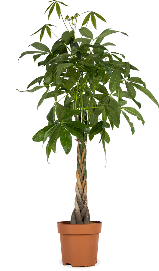 Pachira aquatica (Geldboom) (XL)