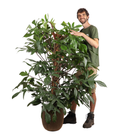 Philodendron florida beauty (XL)