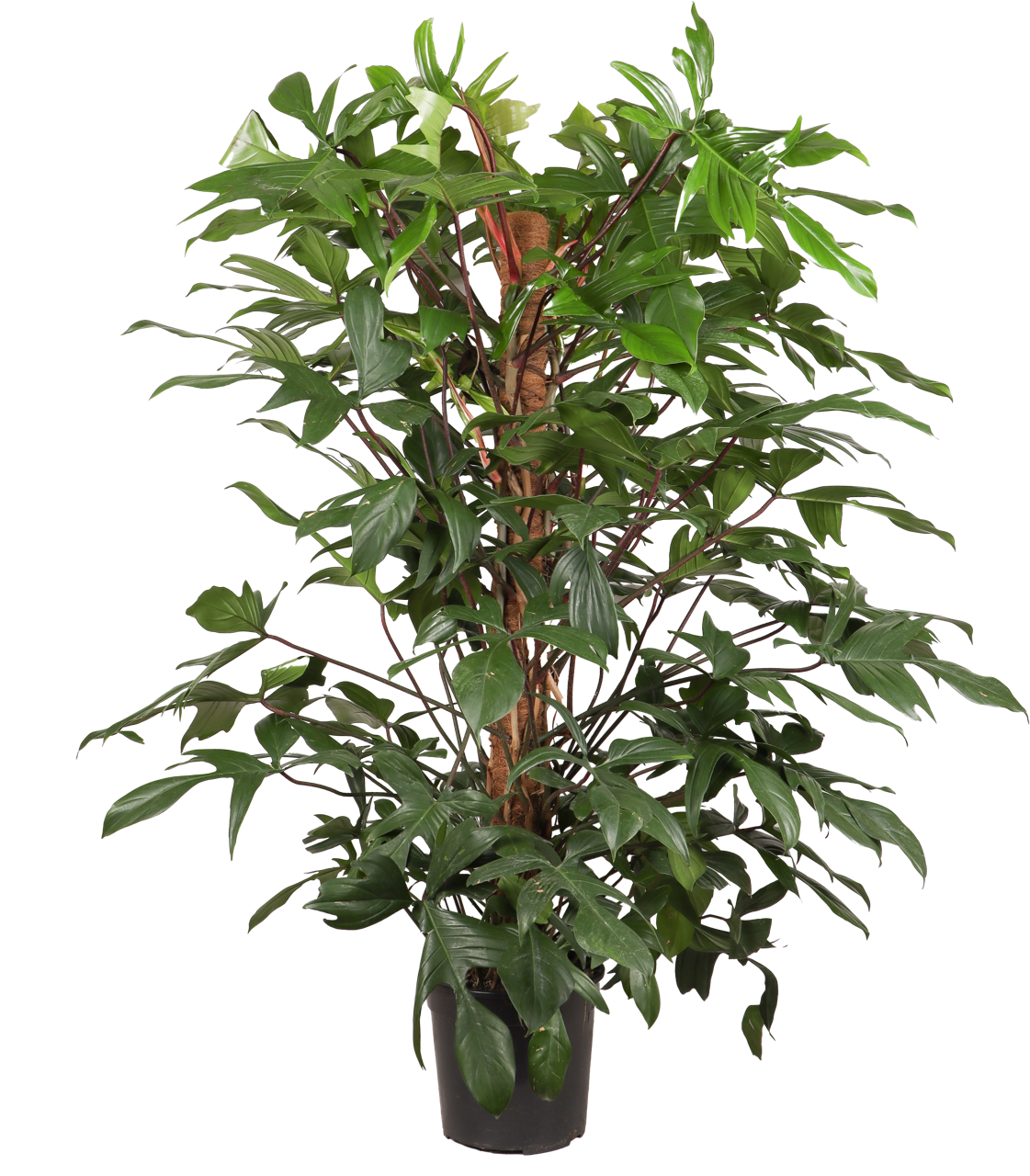 Philodendron florida beauty (XL)