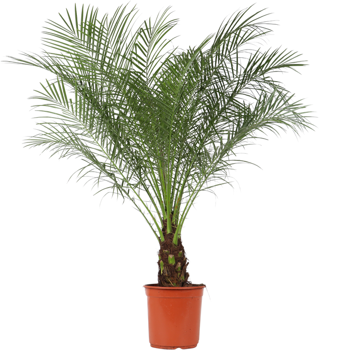 Dwergdadelpalm (Phoenix roebelenii) (L)