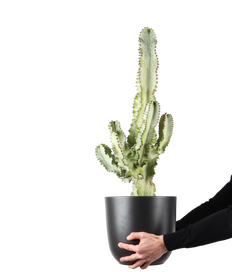 Euphorbia Marmorata (Cowboycactus) (M)
