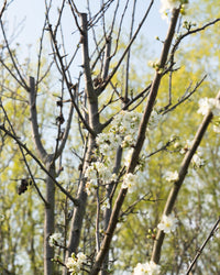 inspiratie-9