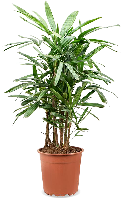 Rhapis excelsa (Stokpalm) (L)